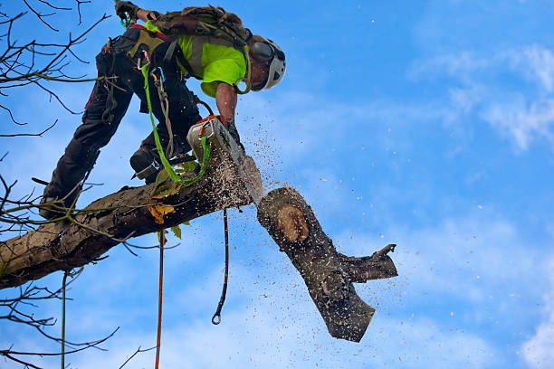 Augusta, KS Tree Services Company